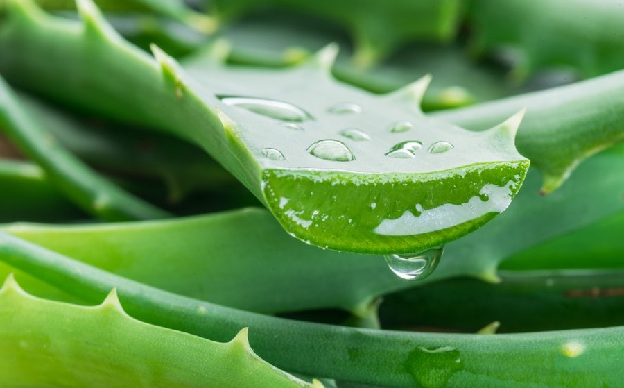 Aloe Vera Decke 155x215